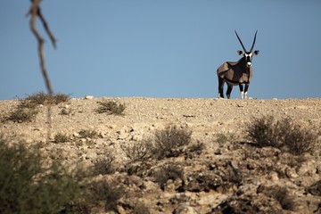 The Gemsbok (Oryx gazela) calmly staying in the dry and of the Kalahari desert.