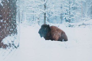 Bison on the forest background and snow