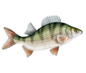 poisson perche , isolé, aliment, animal, blanc, pêche, frais, brut, sain, ailette, eau douce, nature, attraper, fleuve, blatte, fruits de mer, argent, queue, viande, écaille, fond blanc, mangeant