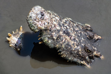 Crocodile with open mouth is looking from water. Open jaw with teeth of crocodile in water.