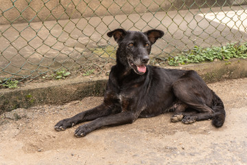 A stray dog lies near the cage