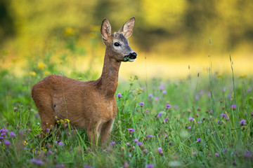 Young roe deer, capreolus capreolus, buck with small antlers grazing on a green meadow in summer. Sunrise in nature with wild animal. Mammal feeding on wildflowers in wilderness