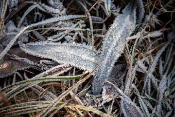 frozen leaves with grass in ice close-up. frosty background.