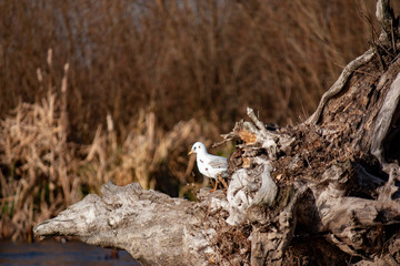 Seagull on the river bank. Close-up, sitting on an old stump on the background of the autumn river bank.