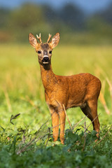 Roe deer, capreolus capreolus, buck with small antlers kissed by the sun. A pretty animal creature standing in the rain and looking for something in the distance. Wild animal in sunlight in nature