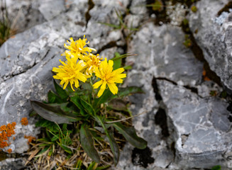 A flower (Crepis jacquinii Tausch) blooming between limestone rocks of the Asteraceae family.