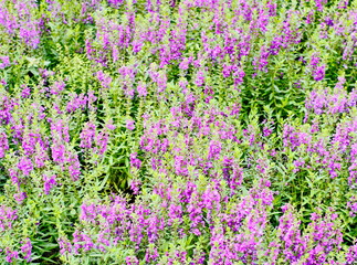 Obraz premium violet flower in the garden. the field of violet blossom
