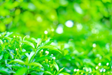 Fototapeta na wymiar Green leaf background. Nature background. Freshness green leaf.