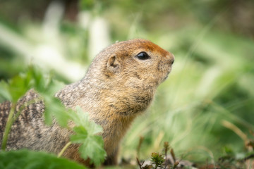 Arctic ground squirrel
