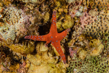 Starfish On the seabed in the Red Sea, eilat israel