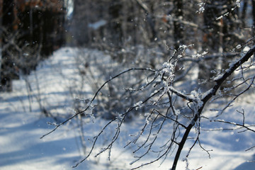 winter evening landscape with falling snow on trees close up