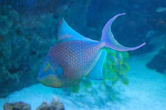 Niger or Red Toothed Triggerfish (Odonus niger)
