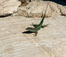 lizard on a rock