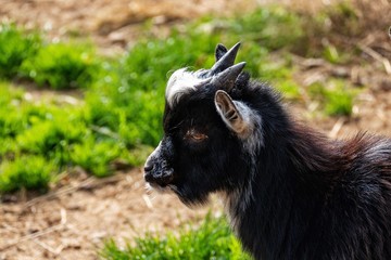 Zwergziege im Ortenburger Zoo.