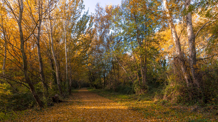 Obraz premium dead leaves in autumn, fallen on via Rhôna near Donzere in drôme provençale, France