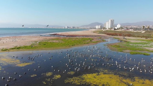 A lot of Birds on the Backwater pacific ocean coast (Coquimbo Chile) aerial view
