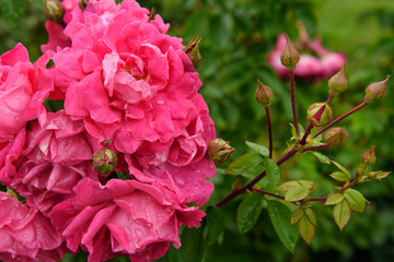 Buds and flowers of wet Pink Peace rose bush double roses in commemorative rose garden in Montebello Park downtown St. Catherines Ontario Canada