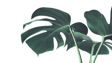 Selective focus of monstera leaves (leaf) on white color for decorating composition design background © hakinmhan