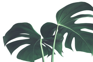 Selective focus of monstera leaves (leaf) on white color for decorating composition design background - obrazy, fototapety, plakaty