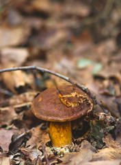 Forest mushroom. boletus mushroom in the forest between leaf