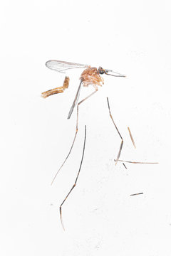 Close up macro shot arrangement of a dead and dismembered mosquito against a white background after being squashed mid air