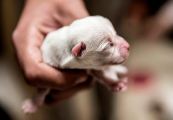 Small and tender puppy held by hand