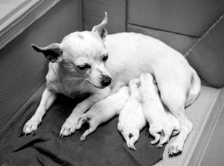 Beautiful puppies cared by mom