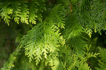 Closeup of green branches of Thuja tree. Evergreen coniferous tree with sunlights