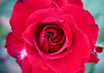 close up macro of beautiful red rose for valentine