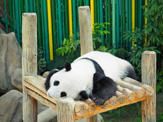 寝起きのパンダ