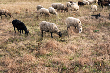 Livestock farm-a herd of sheep and goats. Fodder for livestock. What to feed the sheep. Traditions of the East. Selective focus.