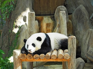 寝起きのパンダ