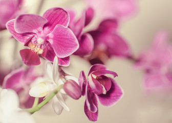 Fototapeta na wymiar pink Phalaenopsis Orchid flower in winter or spring day tropical garden isolated on white background. Selective focus. agriculture idea concept design with copy space add text.