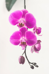 pink Phalaenopsis Orchid flower in winter or spring day tropical garden isolated on white background.