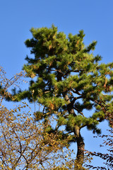 青空を背景として、クロマツを撮影した写真