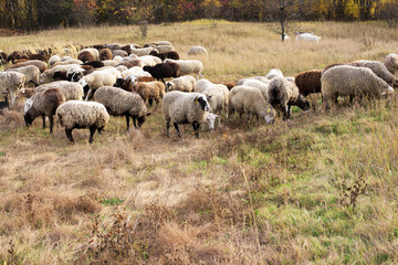 Livestock farm-a herd of sheep and goats. Fodder for livestock. What to feed the sheep. Traditions of the East. Selective focus.