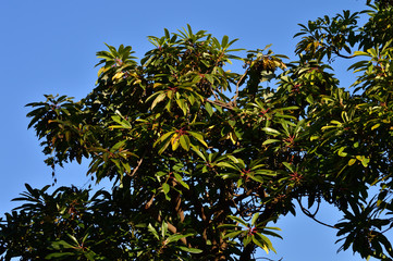Fototapeta na wymiar 青空を背景として、秋に黒い実を付けた樹木を撮影した写真
