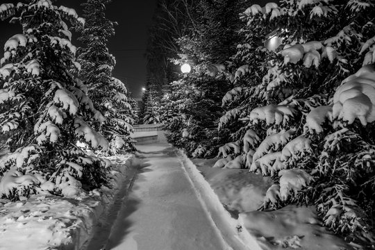 night spruce covered with snow in a city forest
