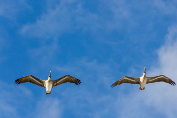 Two pelicans are flying on blue sky
