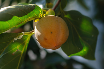 persimmon fruit on a branch in the garden