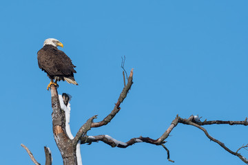 An American Bald Eagle perched on an icy tree.