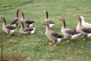 Gaggle of domestic geese near the coop in late afternoon. Rural farm. Selective focus.
