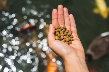 A handful of fish food at a pond in a Japanese garden.