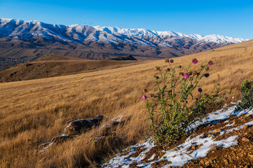 Beautiful mountain landscape with flowers and settlements