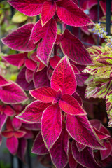 Bright red leaves of plant coleus