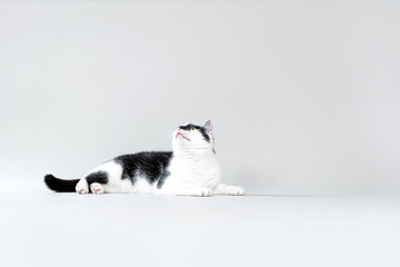 Hübscher Kater schaut neugierig nach oben