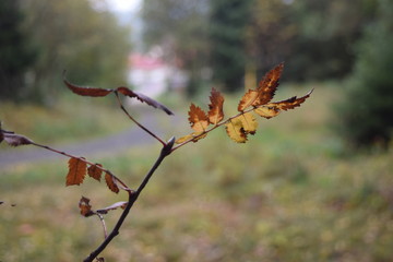 blatt