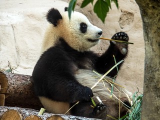Panda bear eats reed in the aviary of the zoo.