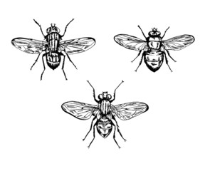 Vector set of 3 vintage realistic flyes.
