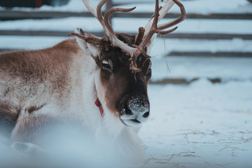 Beautiful reindeer in the ethnic park Nomad